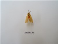 藏品(赭褐帶東燈蛾)的圖片